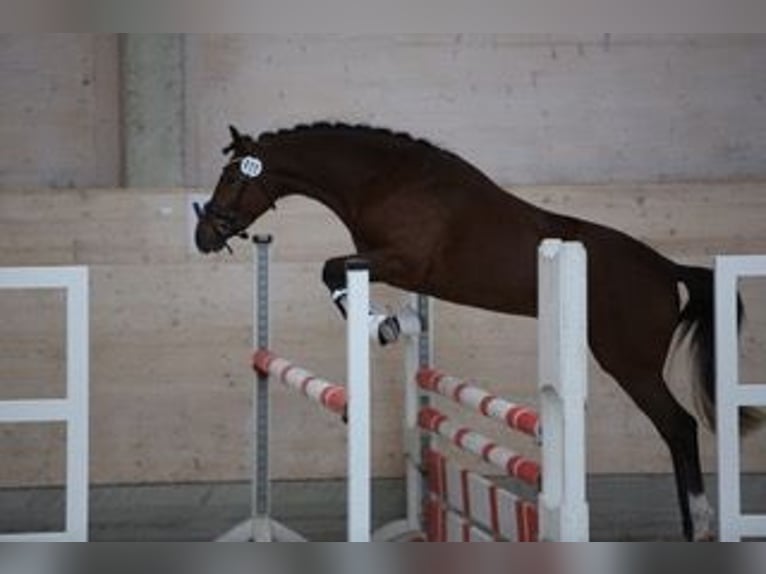 Deutsches Reitpony Wallach 3 Jahre 144 cm Brauner in Goldau