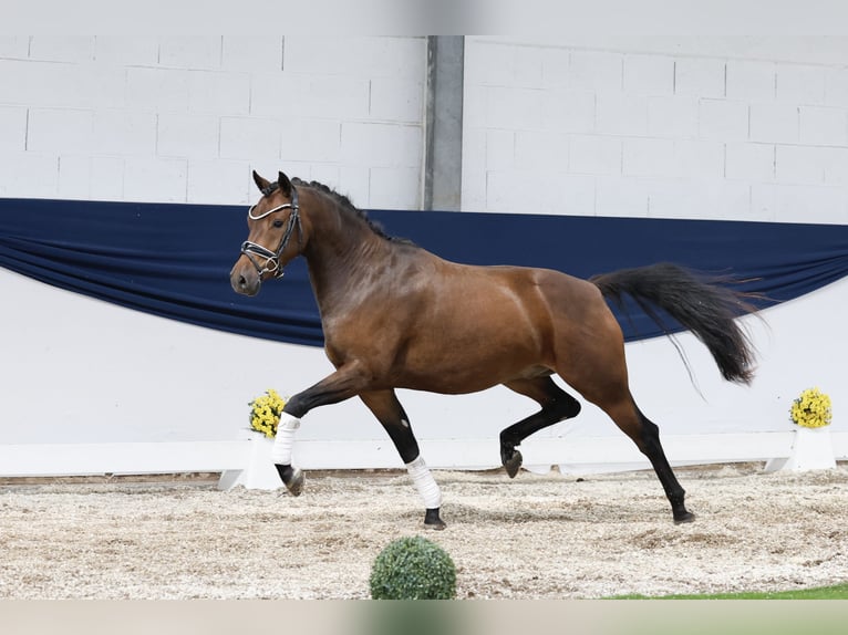 Deutsches Reitpony Wallach 3 Jahre 144 cm Brauner in Marsberg