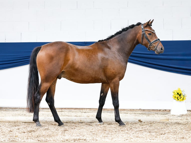Deutsches Reitpony Wallach 3 Jahre 144 cm Brauner in Marsberg