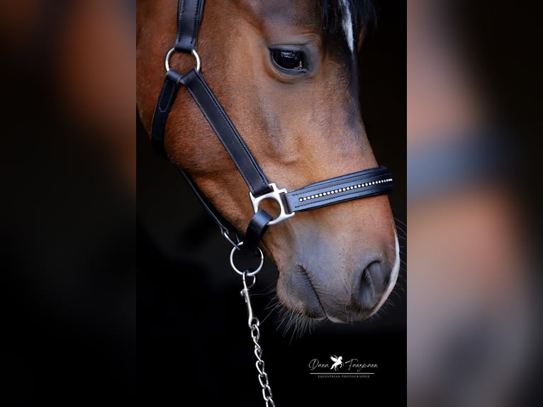 Deutsches Reitpony Wallach 3 Jahre 144 cm Brauner in Neuenkirchen-Vörden