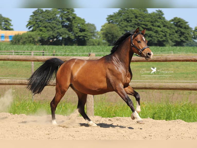 Deutsches Reitpony Wallach 3 Jahre 144 cm Brauner in Neuenkirchen-Vörden