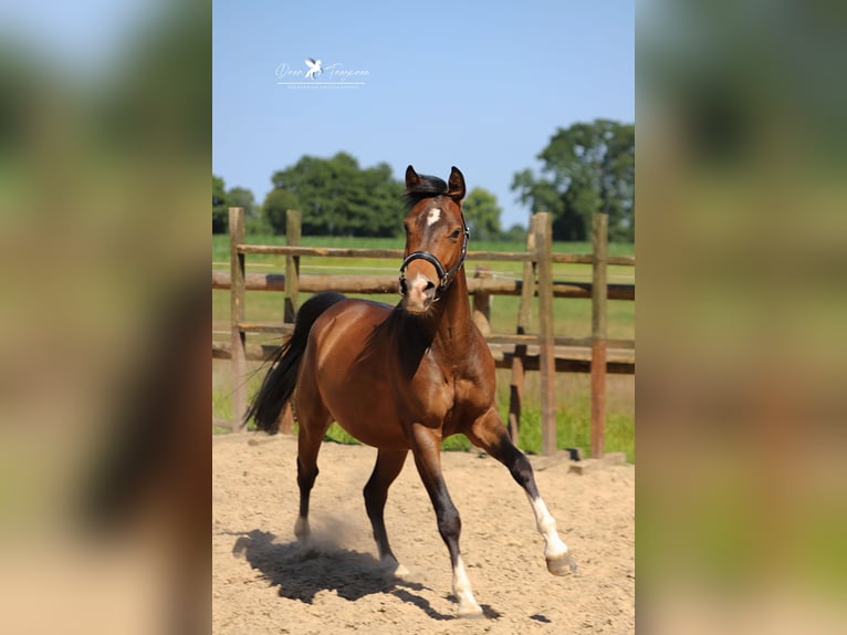 Deutsches Reitpony Wallach 3 Jahre 144 cm Brauner in Neuenkirchen-Vörden