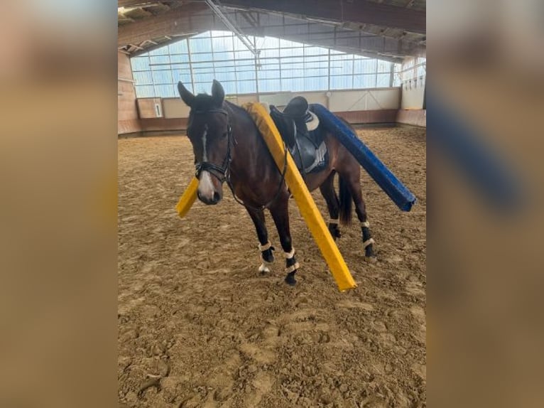 Deutsches Reitpony Wallach 3 Jahre 144 cm Brauner in Nordhorn