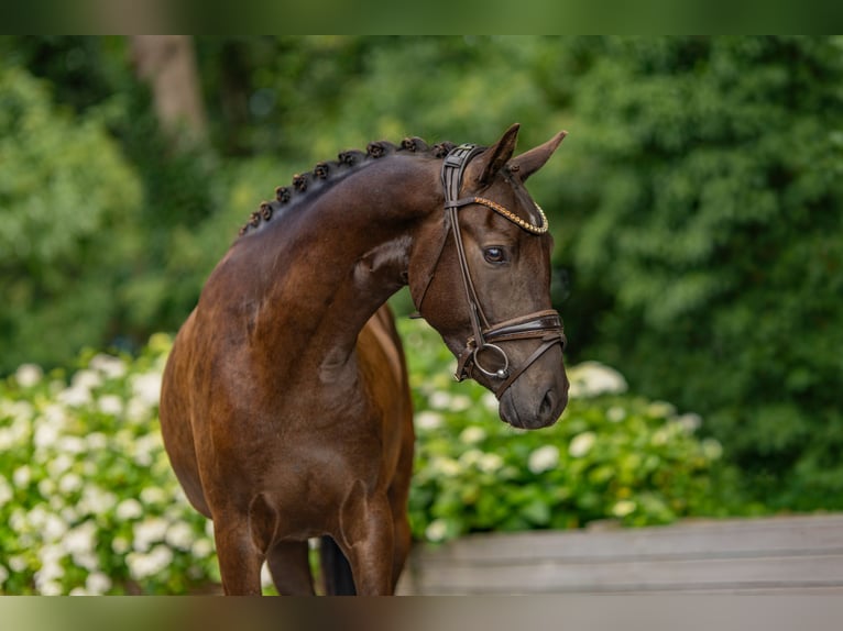 Deutsches Reitpony Wallach 3 Jahre 144 cm Buckskin in Stuhr