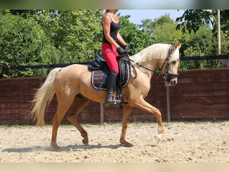 Deutsches Reitpony Wallach 3 Jahre 144 cm in Rees