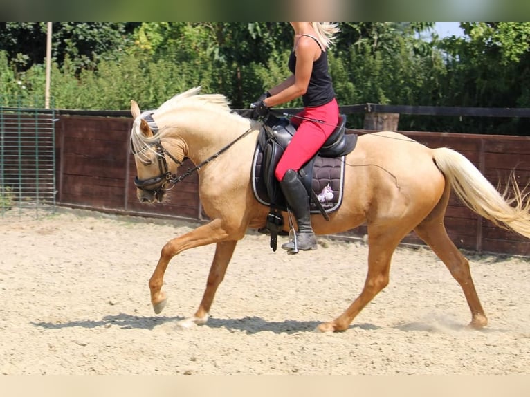 Deutsches Reitpony Wallach 3 Jahre 144 cm in Rees