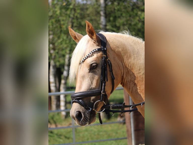 Deutsches Reitpony Wallach 3 Jahre 144 cm in Rees