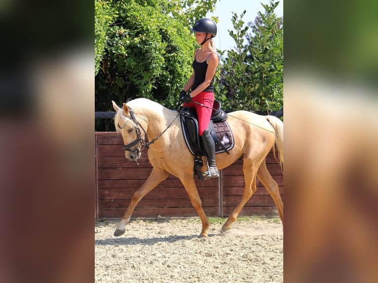 Deutsches Reitpony Wallach 3 Jahre 144 cm in Rees