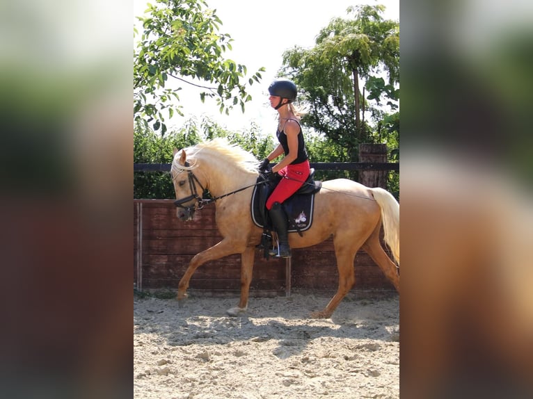 Deutsches Reitpony Wallach 3 Jahre 144 cm in Rees