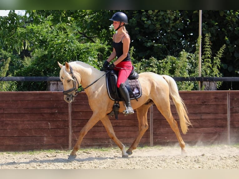 Deutsches Reitpony Wallach 3 Jahre 144 cm in Rees