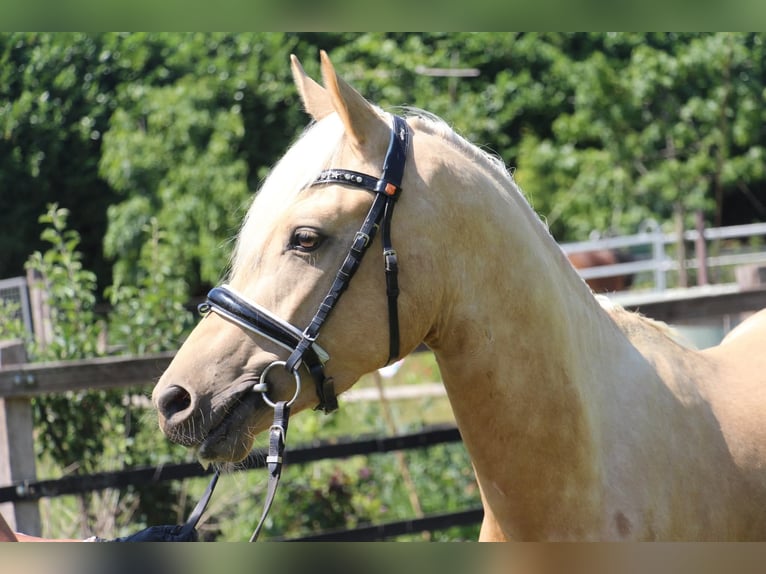 Deutsches Reitpony Wallach 3 Jahre 144 cm in Rees