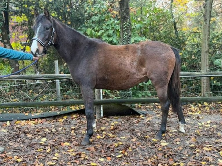 Deutsches Reitpony Wallach 3 Jahre 144 cm Dunkelbrauner in Nordhorn