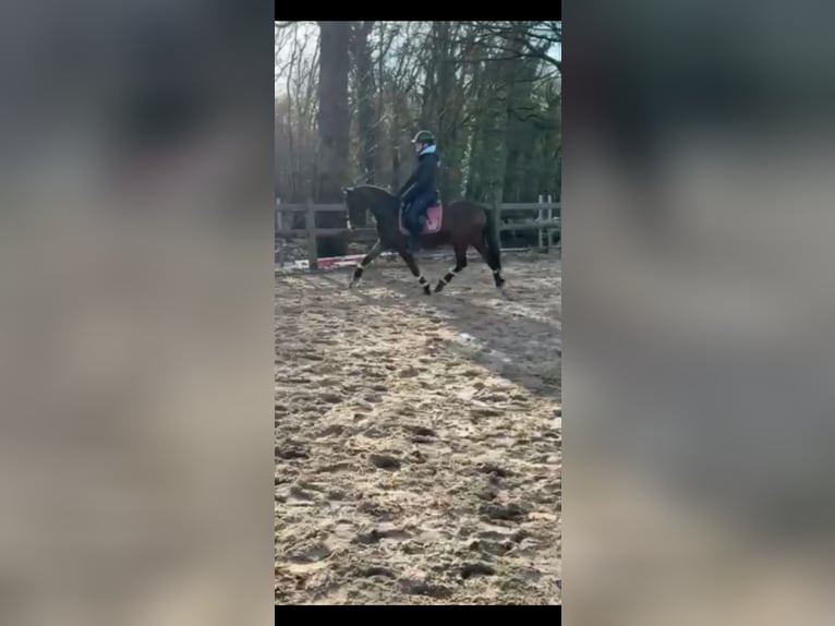 Deutsches Reitpony Wallach 3 Jahre 144 cm Dunkelbrauner in Nordhorn