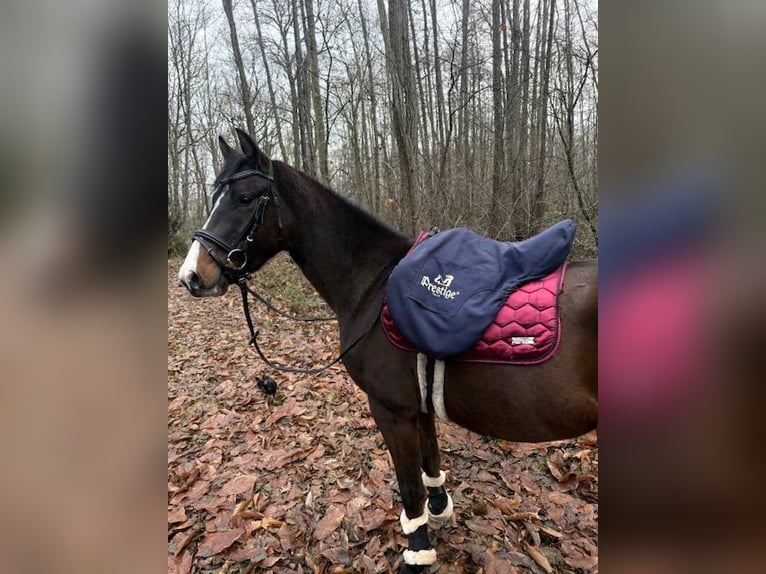 Deutsches Reitpony Wallach 3 Jahre 144 cm Dunkelbrauner in Nordhorn