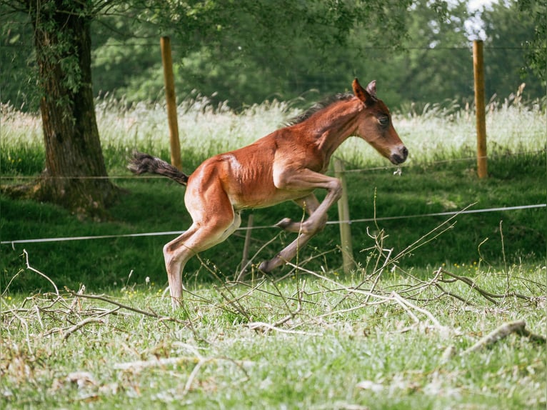 Deutsches Reitpony Wallach 3 Jahre 144 cm Dunkelbrauner in Westerkappeln