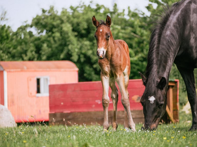 Deutsches Reitpony Wallach 3 Jahre 144 cm Dunkelbrauner in Westerkappeln