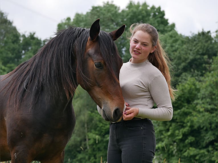 Deutsches Reitpony Wallach 3 Jahre 144 cm Dunkelbrauner in Westerkappeln