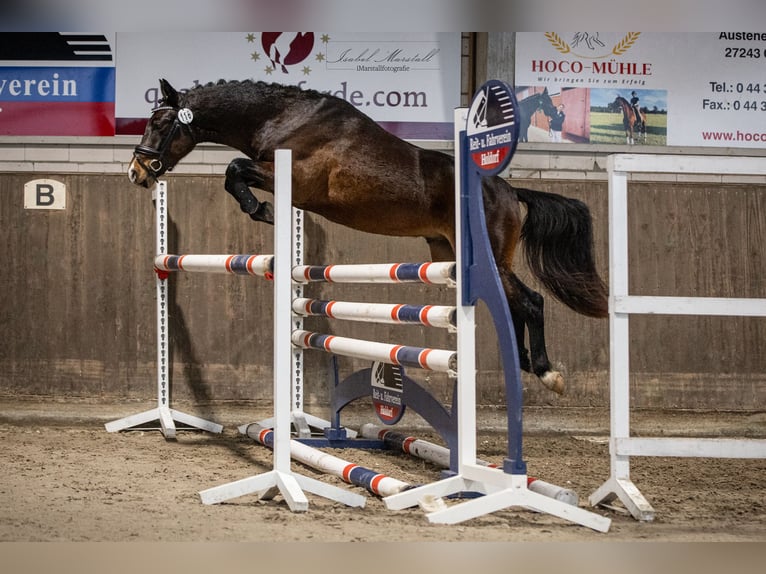 Deutsches Reitpony Wallach 3 Jahre 144 cm Dunkelbrauner in Westerkappeln