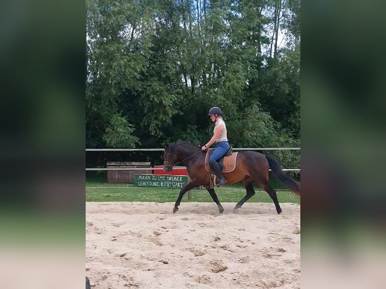 Deutsches Reitpony Wallach 3 Jahre 144 cm Dunkelbrauner in Westerkappeln