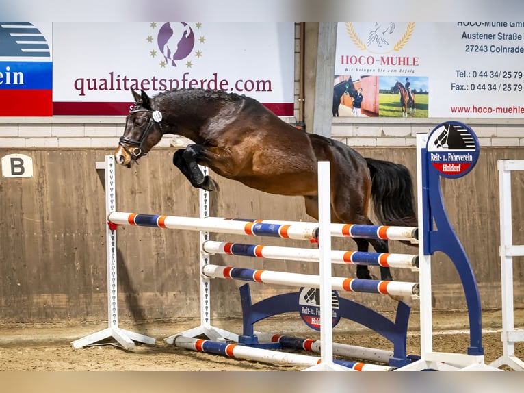 Deutsches Reitpony Wallach 3 Jahre 144 cm Dunkelbrauner in Westerkappeln