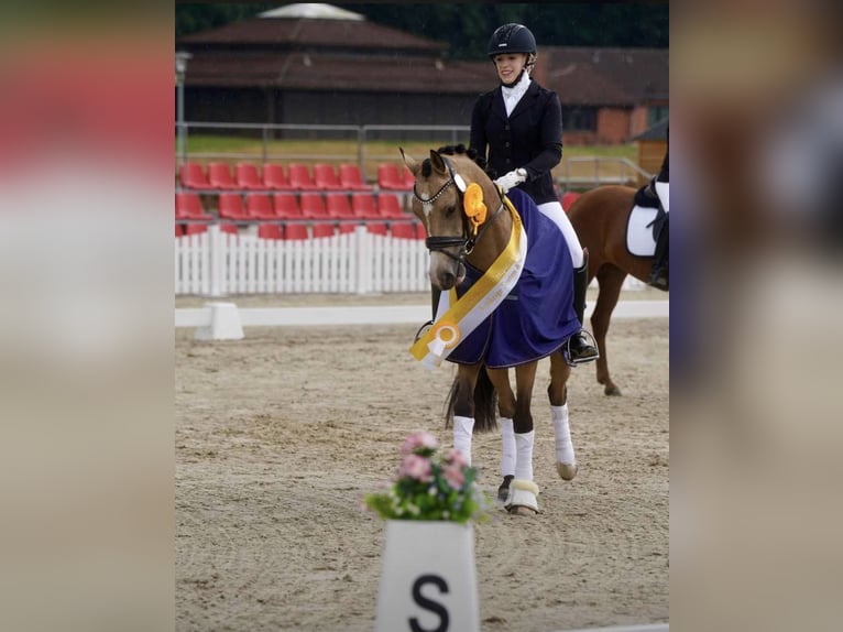 Deutsches Reitpony Wallach 3 Jahre 144 cm Falbe in Delbrück