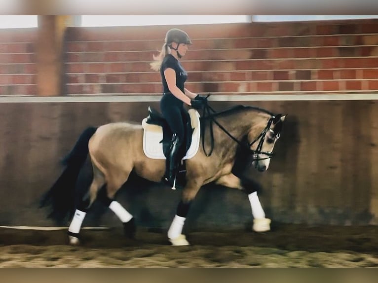 Deutsches Reitpony Wallach 3 Jahre 144 cm Falbe in Delbrück