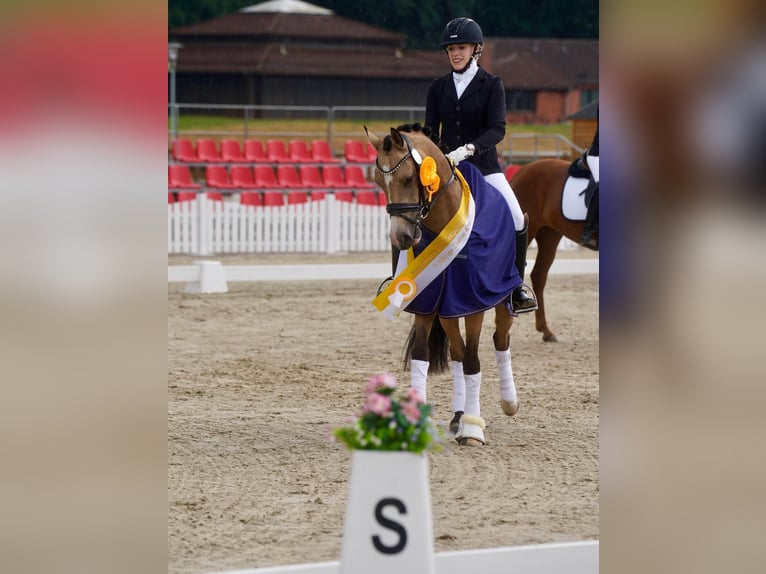 Deutsches Reitpony Wallach 3 Jahre 144 cm Falbe in Delbrück