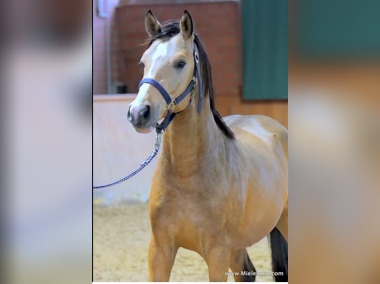 Deutsches Reitpony Wallach 3 Jahre 144 cm Falbe in Delbrück