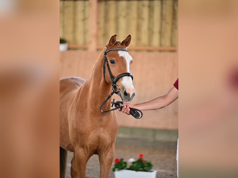 Deutsches Reitpony Wallach 3 Jahre 144 cm Fuchs in Berlin