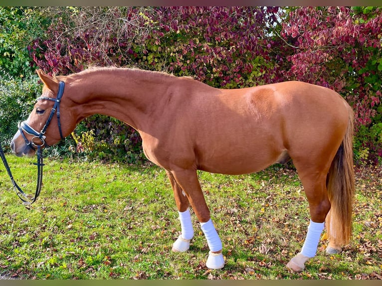 Deutsches Reitpony Wallach 3 Jahre 144 cm Fuchs in Hennweiler