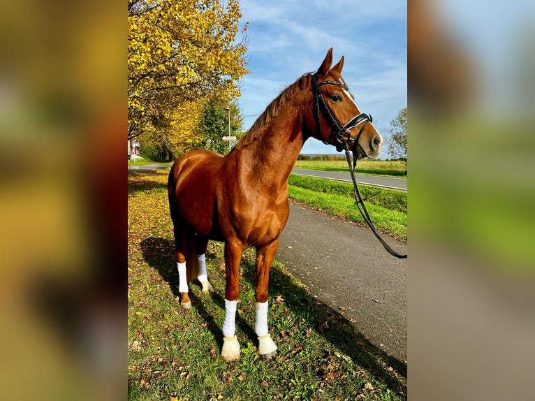 Deutsches Reitpony Wallach 3 Jahre 144 cm Fuchs in Hennweiler