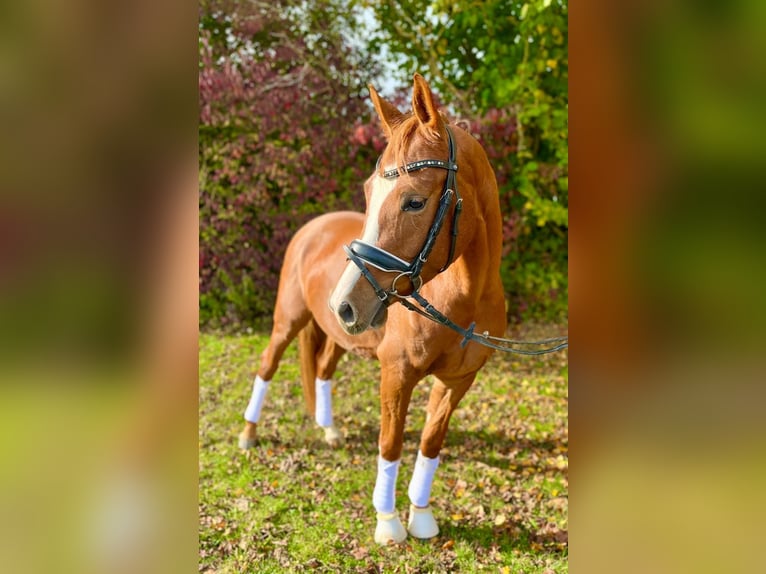 Deutsches Reitpony Wallach 3 Jahre 144 cm Fuchs in Hennweiler