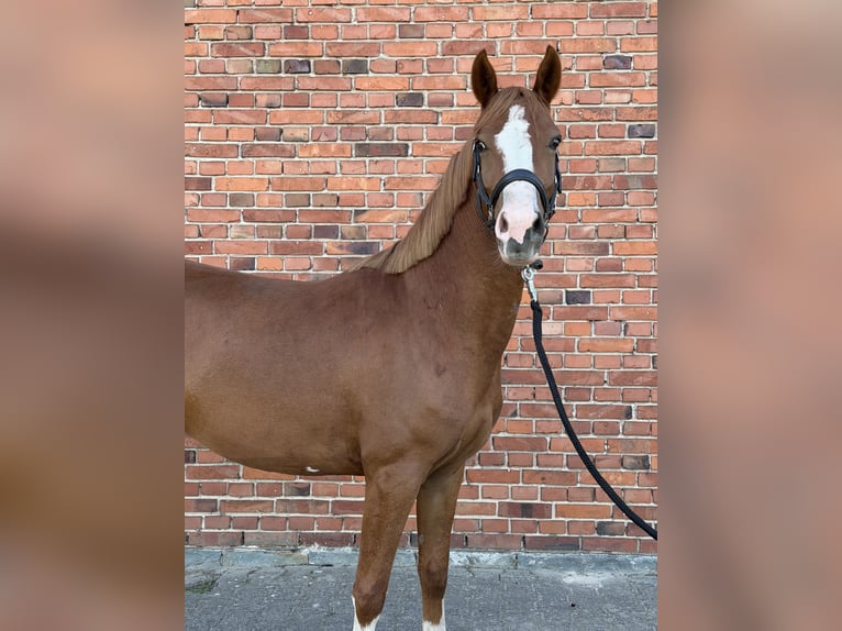 Deutsches Reitpony Wallach 3 Jahre 144 cm Fuchs in Rietberg