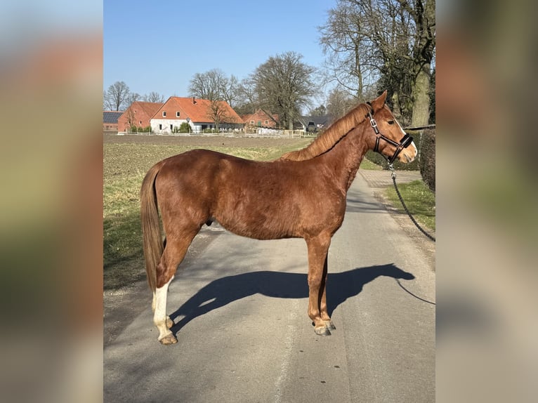 Deutsches Reitpony Wallach 3 Jahre 144 cm Fuchs in Neuenkirchen-V&#xF6;rdenV&#xF6;rden