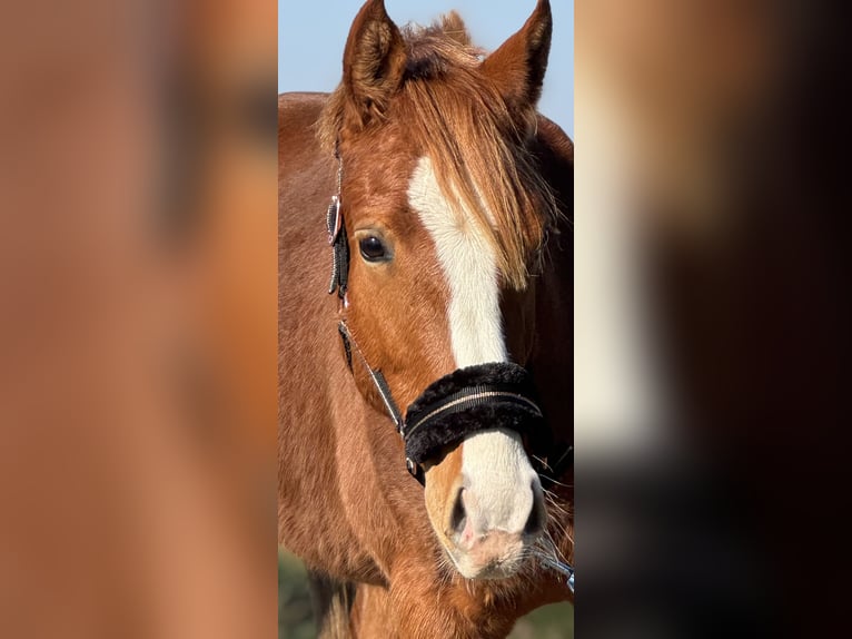 Deutsches Reitpony Wallach 3 Jahre 144 cm Fuchs in Neuenkirchen-V&#xF6;rdenV&#xF6;rden