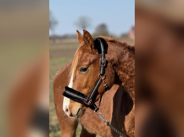 Deutsches Reitpony Wallach 3 Jahre 144 cm Fuchs in Neuenkirchen-V&#xF6;rdenV&#xF6;rden