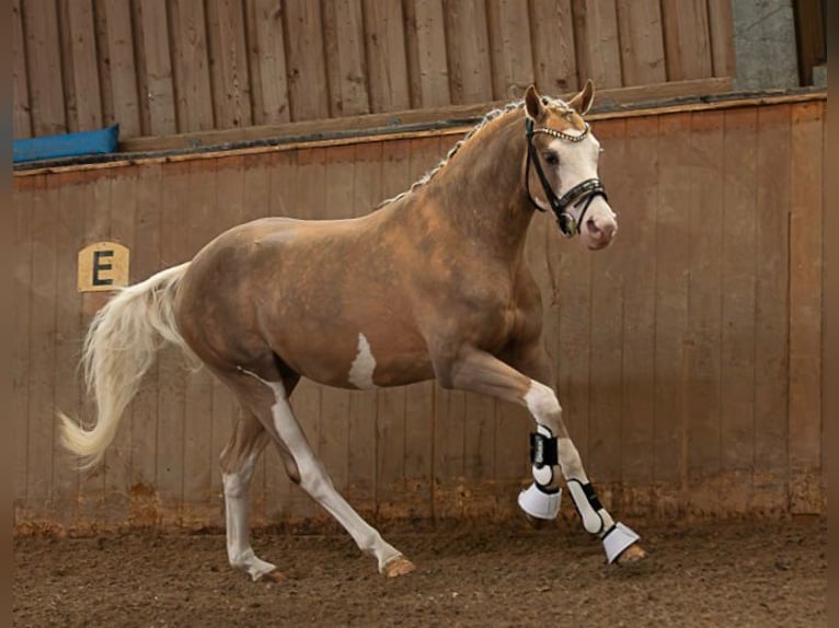 Deutsches Reitpony Wallach 3 Jahre 144 cm Palomino in Ubstadt-Weiher