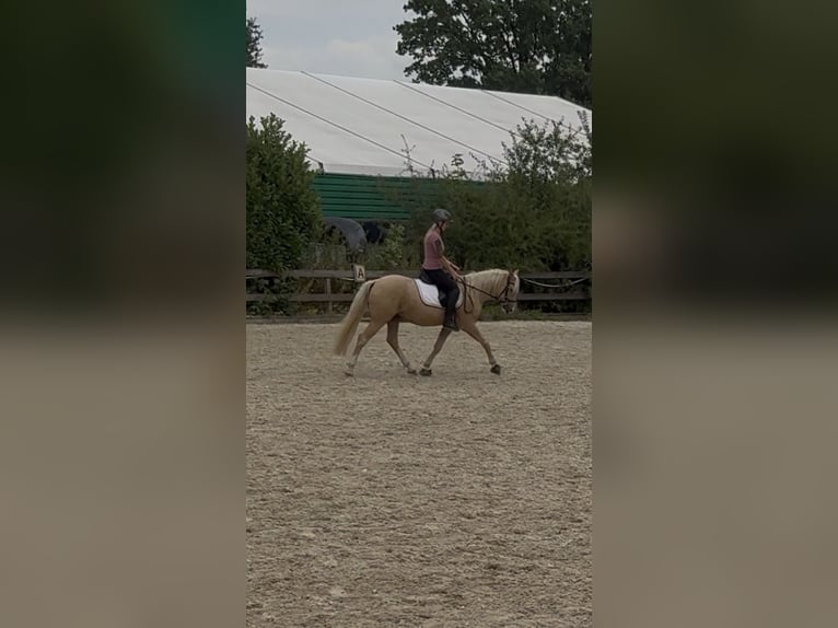 Deutsches Reitpony Wallach 3 Jahre 144 cm Palomino in Welver