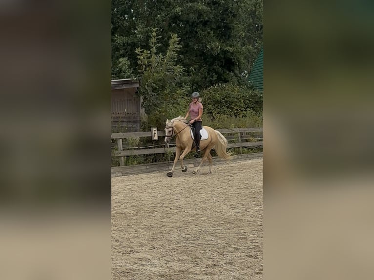 Deutsches Reitpony Wallach 3 Jahre 144 cm Palomino in Welver
