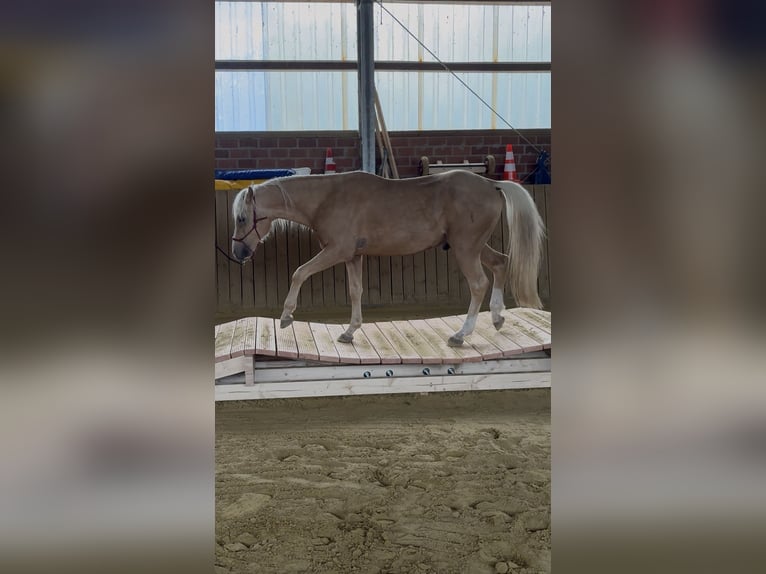 Deutsches Reitpony Wallach 3 Jahre 144 cm Palomino in Welver