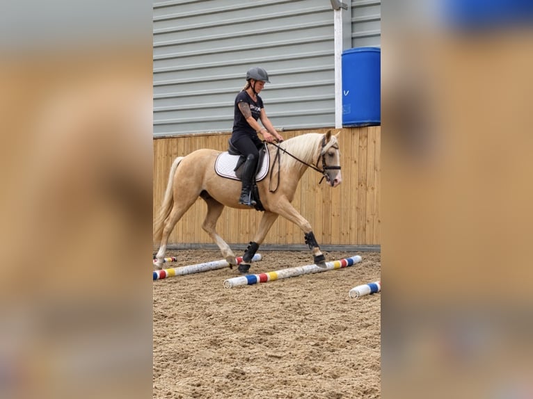 Deutsches Reitpony Wallach 3 Jahre 144 cm Palomino in Welver