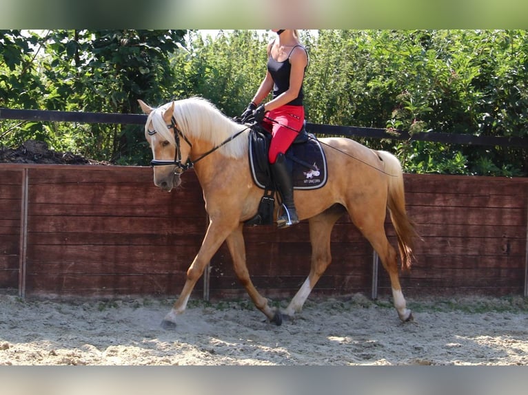 Deutsches Reitpony Wallach 3 Jahre 144 cm Palomino in Rees