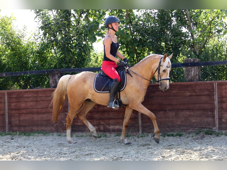 Deutsches Reitpony Wallach 3 Jahre 144 cm Palomino in Rees
