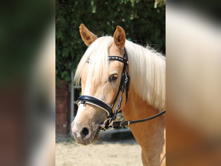 Deutsches Reitpony Wallach 3 Jahre 144 cm Palomino in Rees