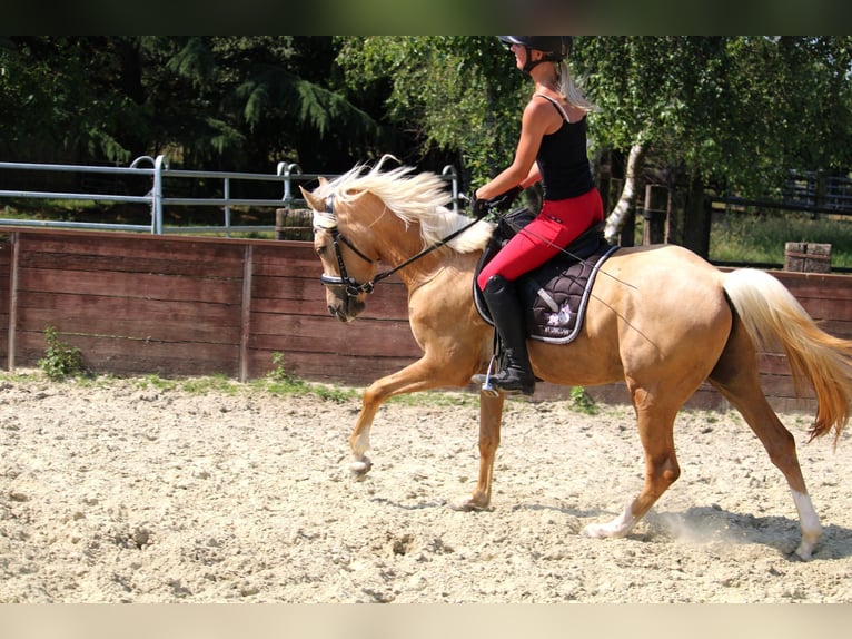 Deutsches Reitpony Wallach 3 Jahre 144 cm Palomino in Rees