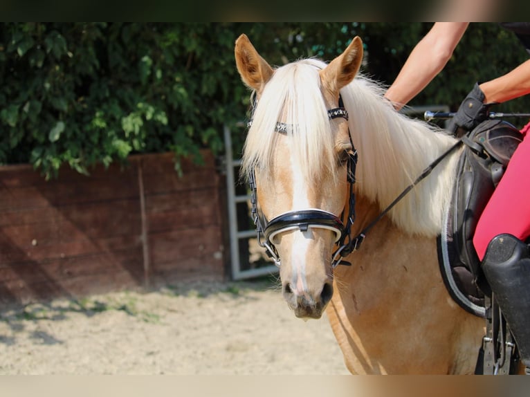 Deutsches Reitpony Wallach 3 Jahre 144 cm Palomino in Rees