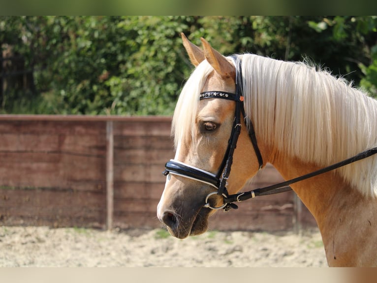 Deutsches Reitpony Wallach 3 Jahre 144 cm Palomino in Rees