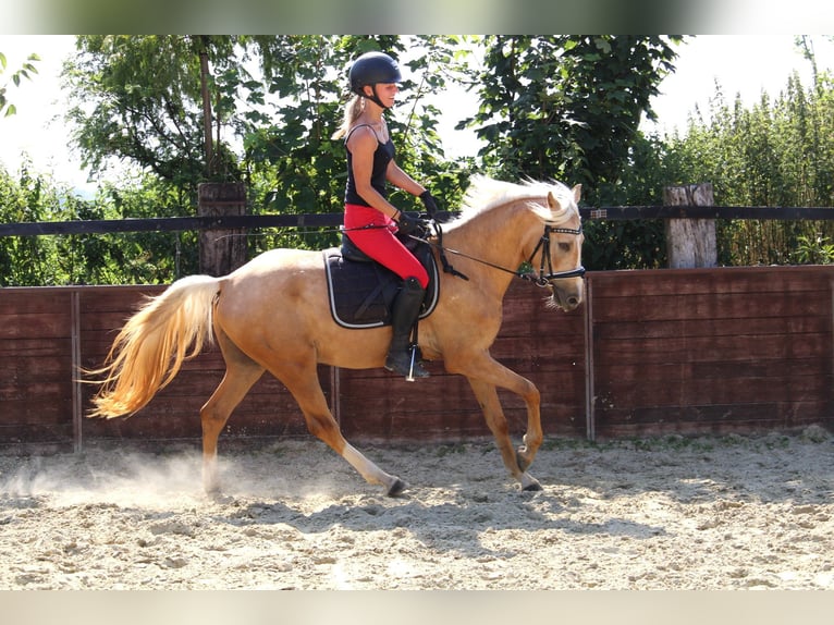 Deutsches Reitpony Wallach 3 Jahre 144 cm Palomino in Rees