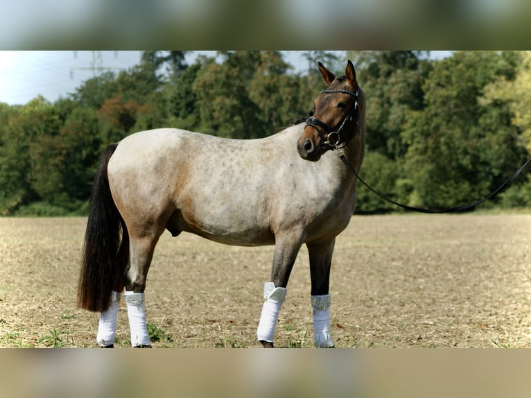 Deutsches Reitpony Wallach 3 Jahre 144 cm Roan-Red in Ratingen