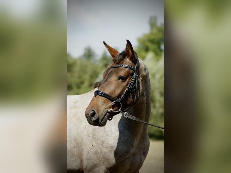 Deutsches Reitpony Wallach 3 Jahre 144 cm Roan-Red in Ratingen
